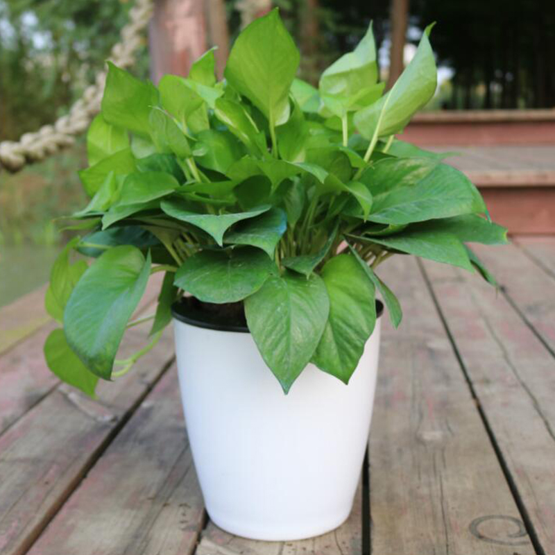 Lazy Flower Automatic Pot Flow - đánh giá và giá Desk Setup Green
